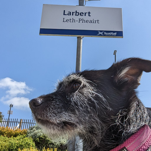 A small black terrier dog at Larbert Station.