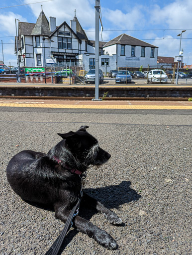 A small black terrier dog at Larbert Station.