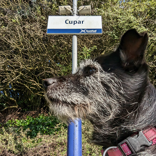 A small black terrier dog at Cupar Station.