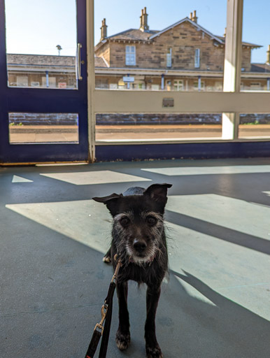 A small black terrier dog at Cupar Station.