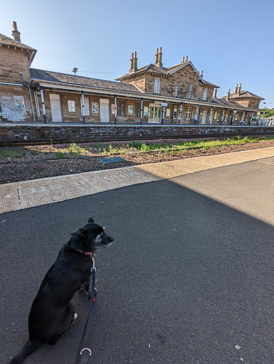 A small black terrier dog at Cupar Station.