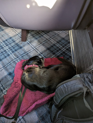 A small black terrier dog on a train between Cupar and Haymarket.