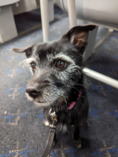 A small black terrier dog on a train between Glasgow Queen Street and Gilshochill.