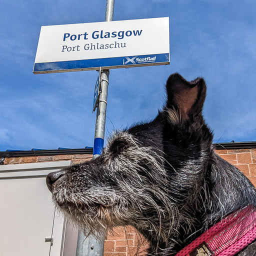 A small black terrier dog at Port Glasgow Station.