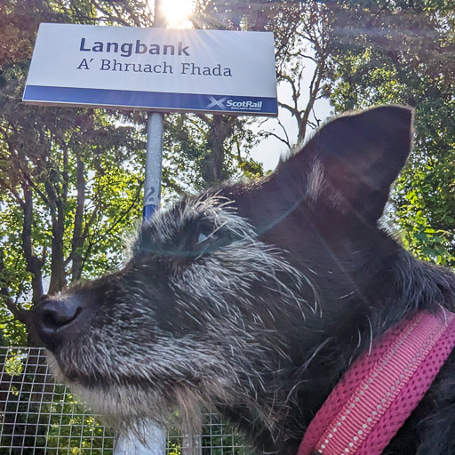 A small black terrier dog at Langbank Station.