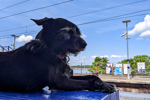 A small black terrier dog at Langbank Station.