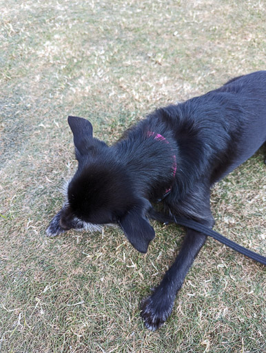 A small black terrier dog on a walk at George Square.