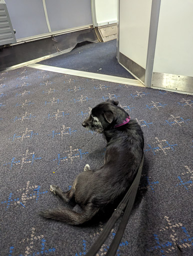 A small black terrier dog on a train between Glasgow Queen Street and Gilshochill.