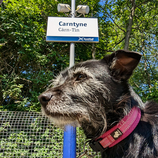 A small black terrier dog at Carntyne Station.