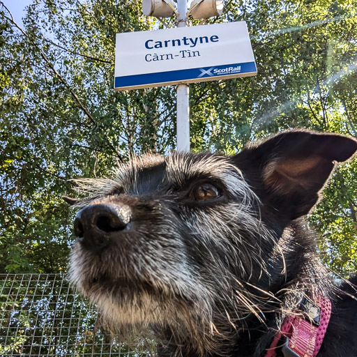 A small black terrier dog at Carntyne Station.