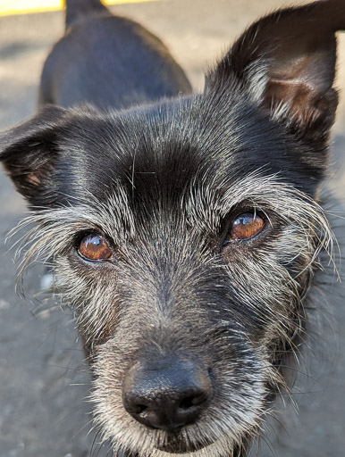 A small black terrier dog at Carntyne Station.