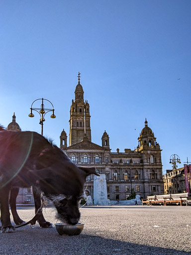 A small black terrier dog on a walk at George Square.