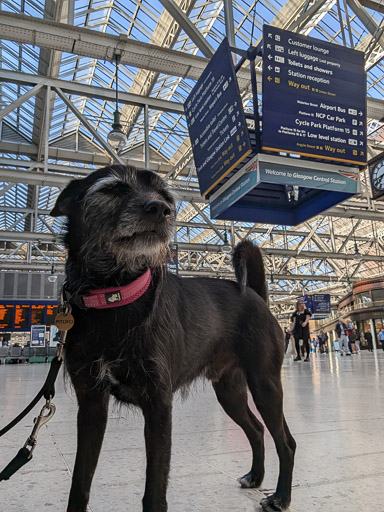 A small black terrier dog at Glasgow Central Station.