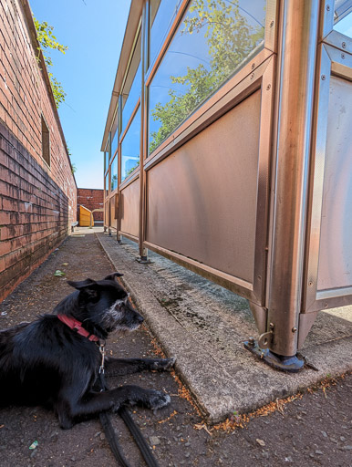 A small black terrier dog at Priesthill and Darnley Station.