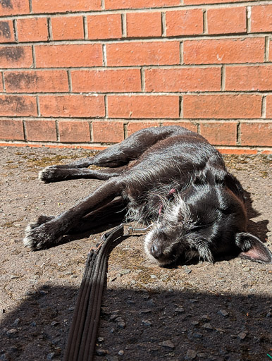 A small black terrier dog at Priesthill and Darnley Station.