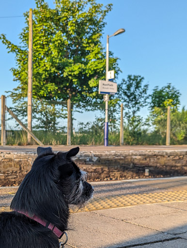 A small black terrier dog at Monifieth Station.