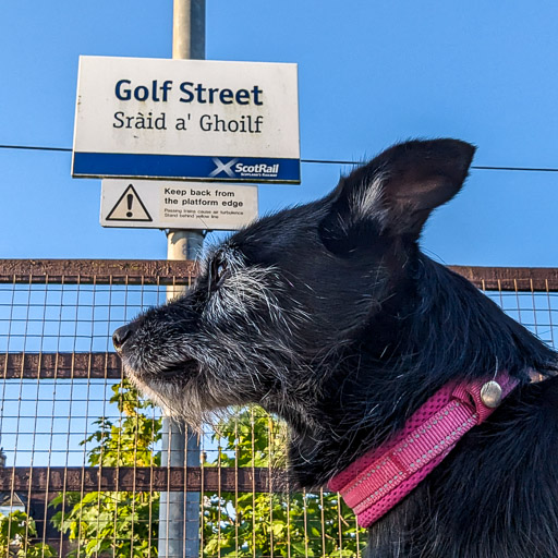 A small black terrier dog at Golf Street Station.