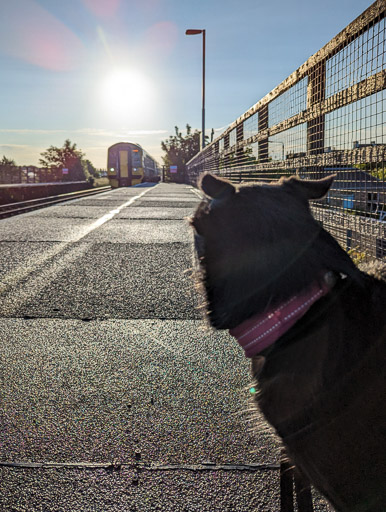 A small black terrier dog at Golf Street Station.