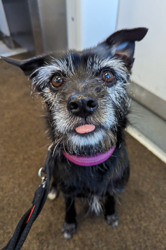 A small black terrier dog on a train between Golf Street and Barry Links.