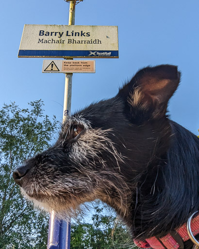 A small black terrier dog at Barry Links Station.