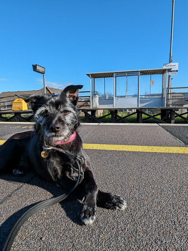 A small black terrier dog at Golf Street Station.