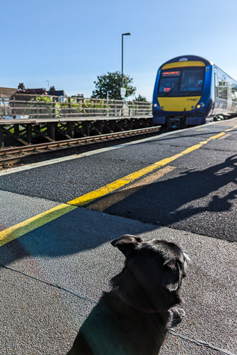 A small black terrier dog at Golf Street Station.