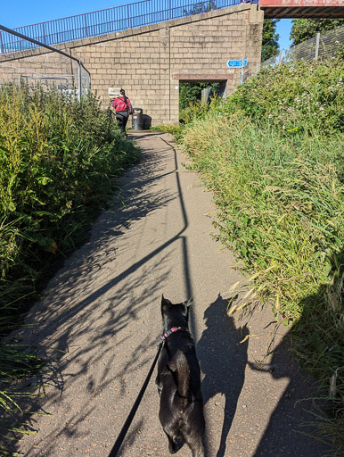 A small black terrier dog on a walk between Balmossie and Monifieth.