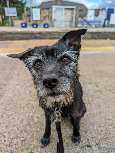 A small black terrier dog at Monifieth Station.