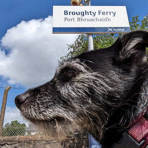 A small black terrier dog at Broughty Ferry Station.