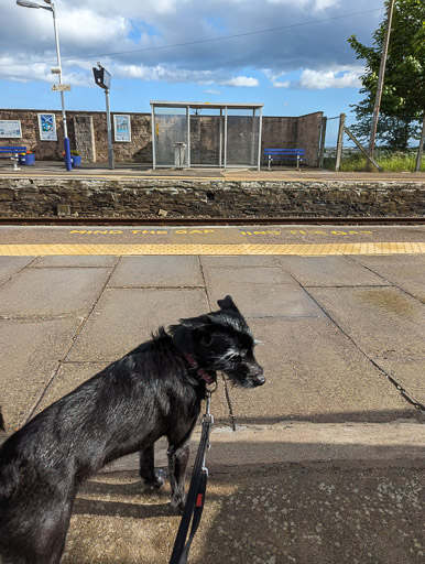 A small black terrier dog at Monifieth Station.