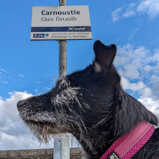 A small black terrier dog at Carnoustie Station.