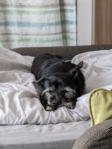 A small black terrier dog  at Monifieth.