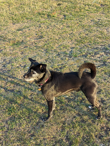 A small black terrier dog on a walk at Monifieth.