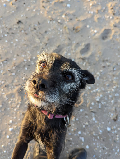 A small black terrier dog on a walk at Monifieth.