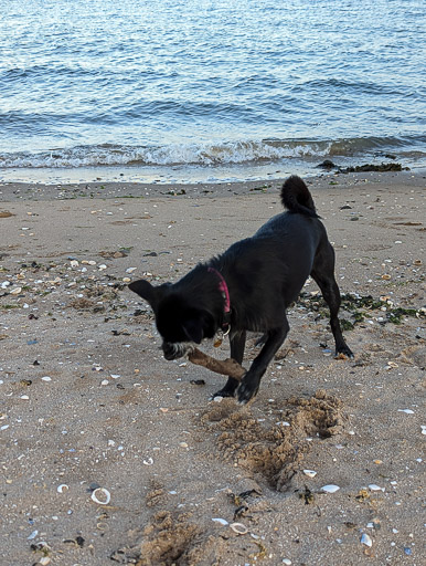 A small black terrier dog on a walk at Monifieth.