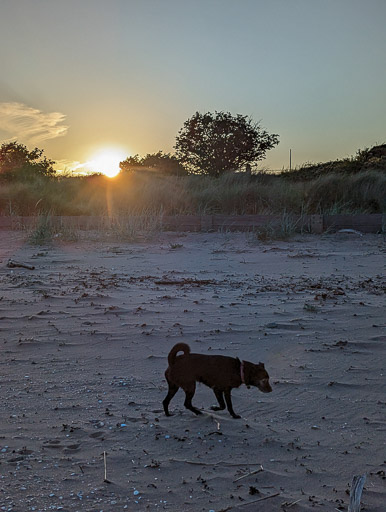 A small black terrier dog on a walk at Monifieth.