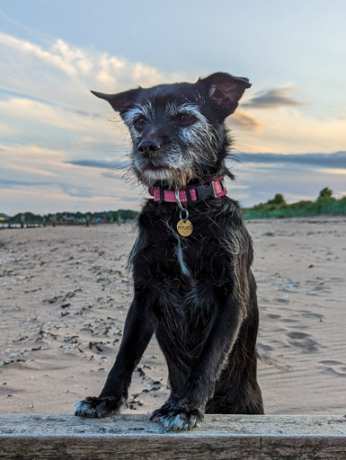 A small black terrier dog on a walk at Monifieth.