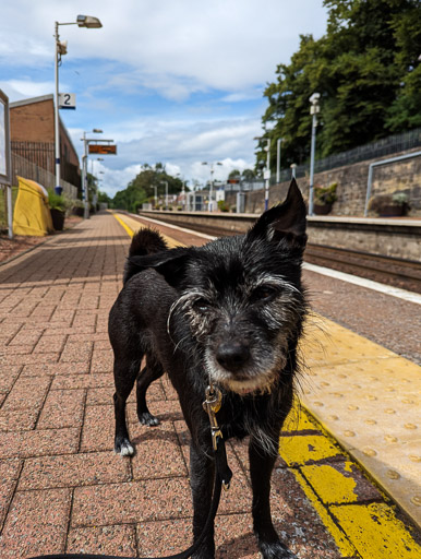 A small black terrier dog  at Maryhill.