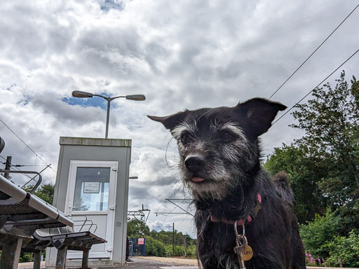 A small black terrier dog at Hyndland Station.