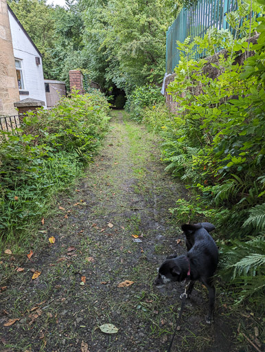 A small black terrier dog on a walk at Jordanhill.