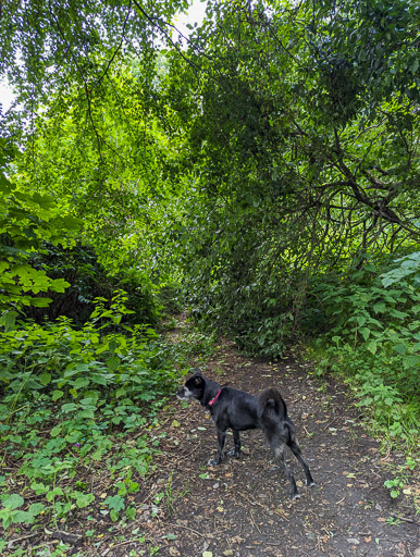 A small black terrier dog on a walk at Jordanhill.