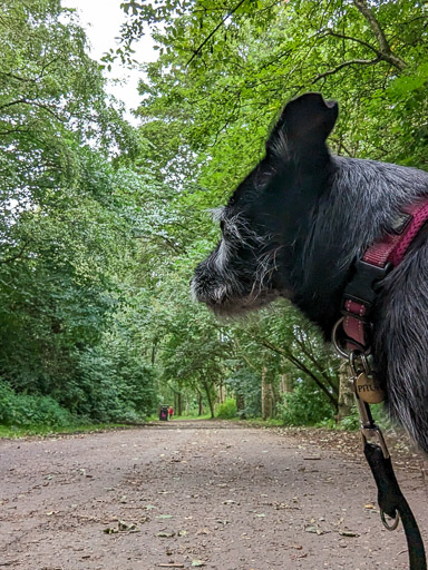 A small black terrier dog on a walk at Jordanhill.