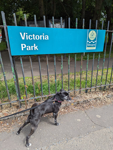 A small black terrier dog on a walk at Victoria Park.