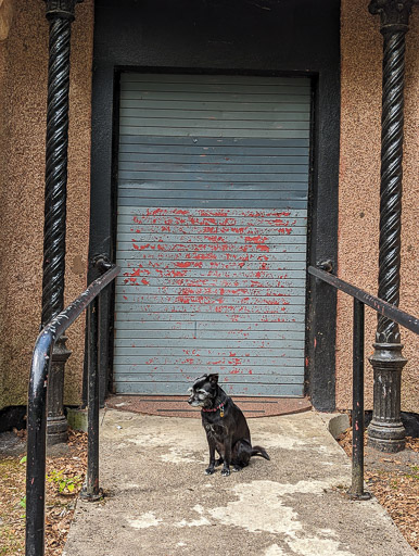 A small black terrier dog on a walk at Victoria Park.