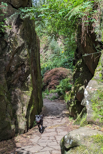 A small black terrier dog on a walk at Victoria Park.