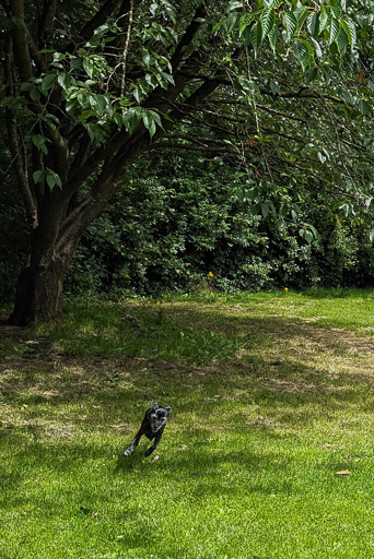 A small black terrier dog on a walk at Victoria Park.