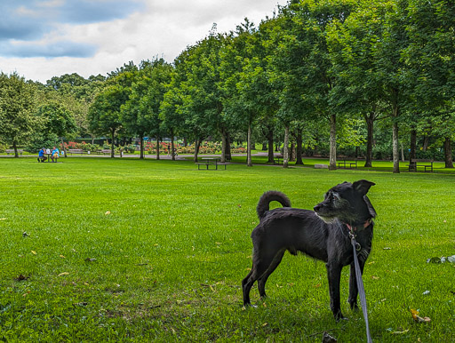 A small black terrier dog on a walk at Victoria Park.