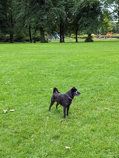 A small black terrier dog on a walk at Victoria Park.