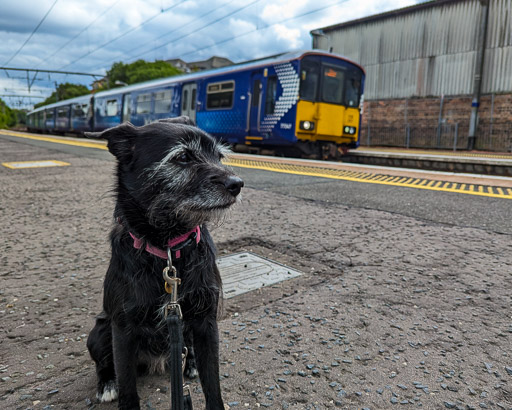 A small black terrier dog at Jordanhill Station.