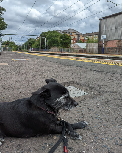 A small black terrier dog at Jordanhill Station.